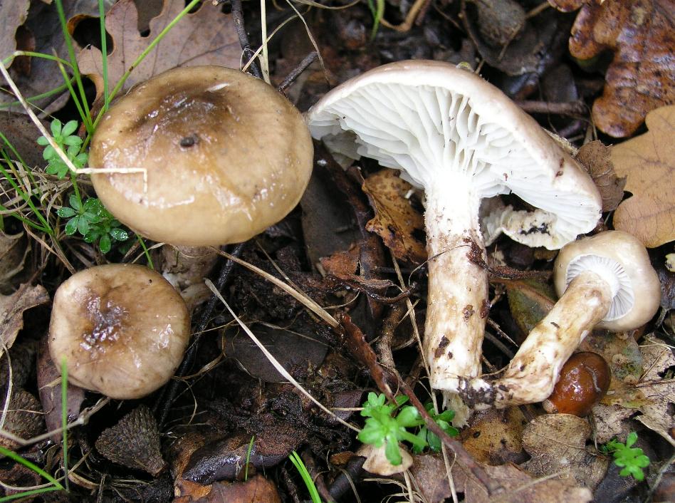 Hygrophorus discoideus